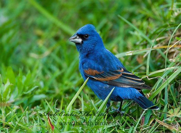 Guiraca caerulea  BLUE GROSBEAK 7002327z
