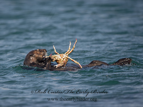 Enhydra lutris nereis  SOUTHERN SEA OTTER 9057894z