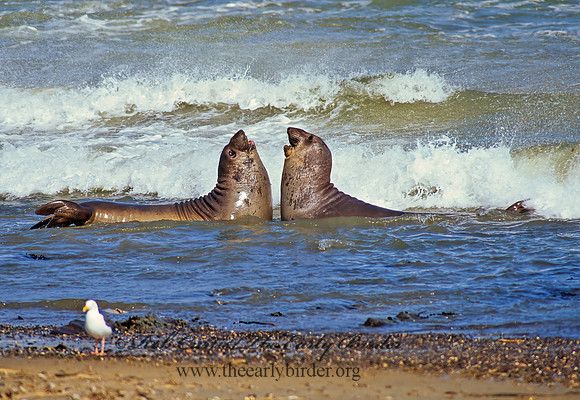Mirounga angustirostris  NORTHERN ELEPHANT SEAL 111115z