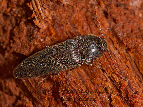 Melanotus communis grp 9014815z