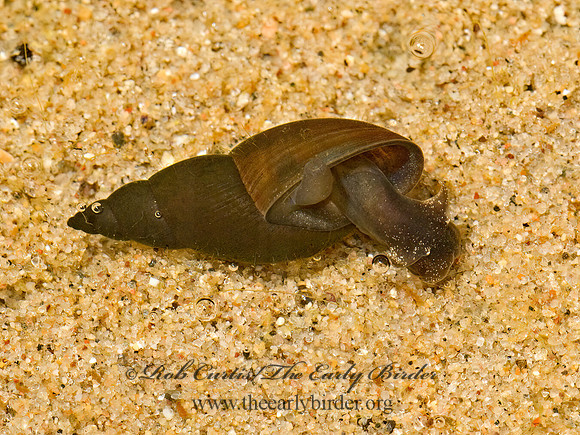 Stagnicola elodes  LYMNAEID POND SNAIL 5001834z