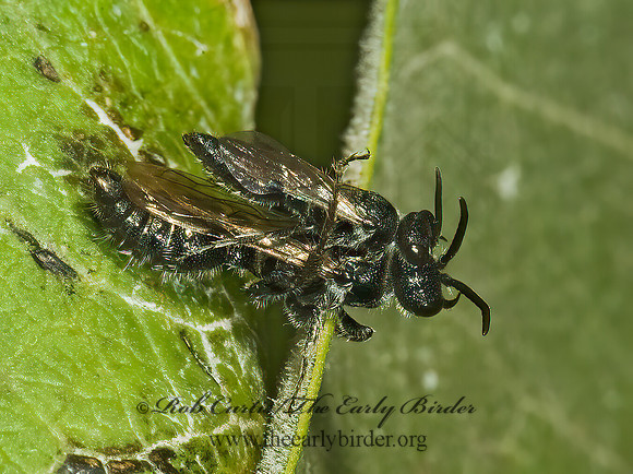 Tiphia 5014929z