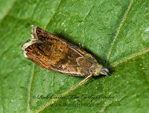 Dichrorampha bittana or simulana 5013326z