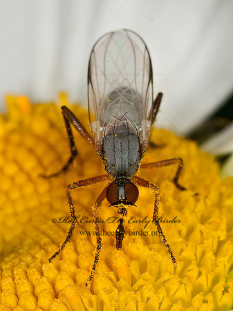 Rhamphomyia  DANCE FLY 3013568z