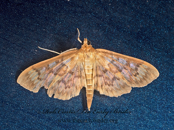 Herpetogramma  SPILOMELINAE SNOUT MOTH 9050006z