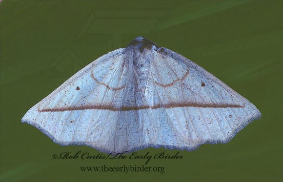 Tetracis crocallata YELLOW SLANT-LINE MOTH 29336z