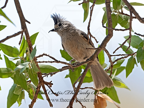 Baeolophus atricristatus  BLACK-CRESTED TITMOUSE 3037275z