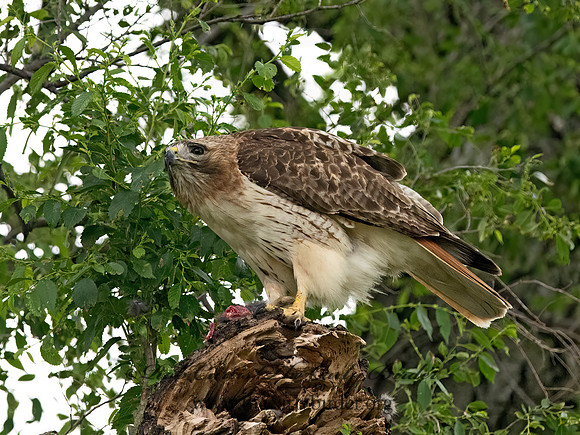 Buteo jamaicensis  RED-TAILED HAWK 9068772z