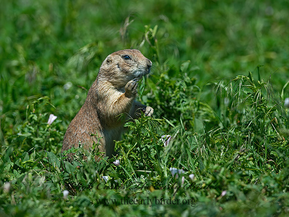 Cynomys ludovicianus  BLACK-TAILED PRAIRIE DOG 9061599z