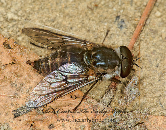 Tabanus americanus  HORSE FLY 1284918z