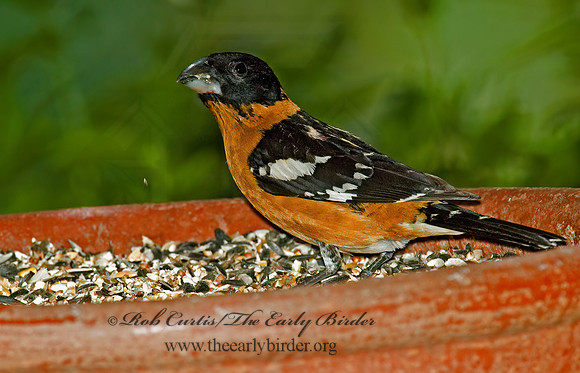 Pheucticus melanocephalus  BLACK HEADED GROSBEAK 5005964z