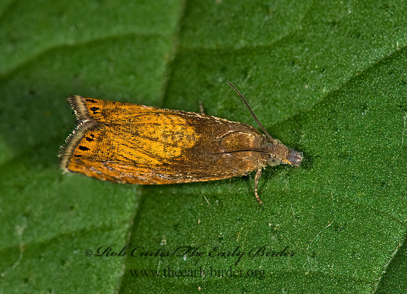 Dichrorampha bittana OLETHREUTINAE TORTRICID MOTH 8014942z