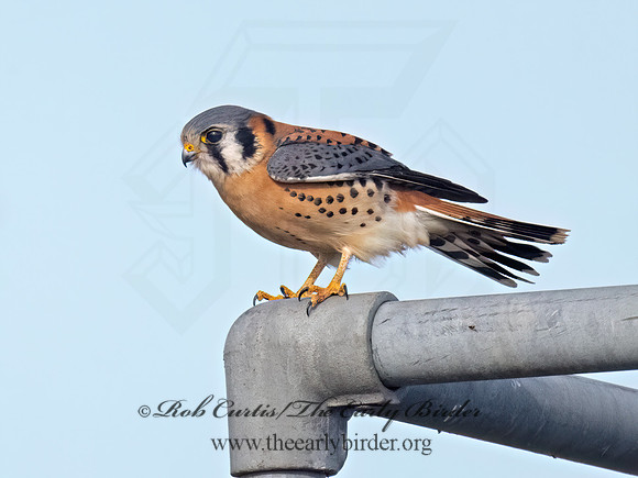 Falco sparverius AMERICAN KESTREL 9086173z