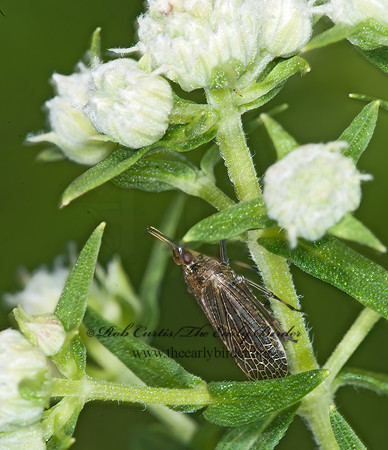 Scolops sulcipes 6009231z