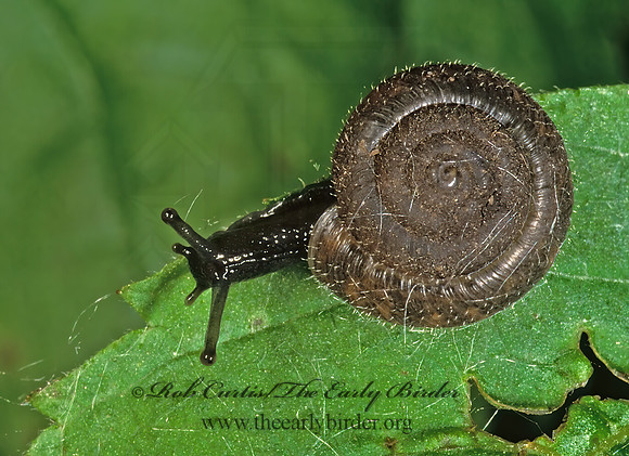 Trichia hispida HYGROMIID SNAIL 290628z