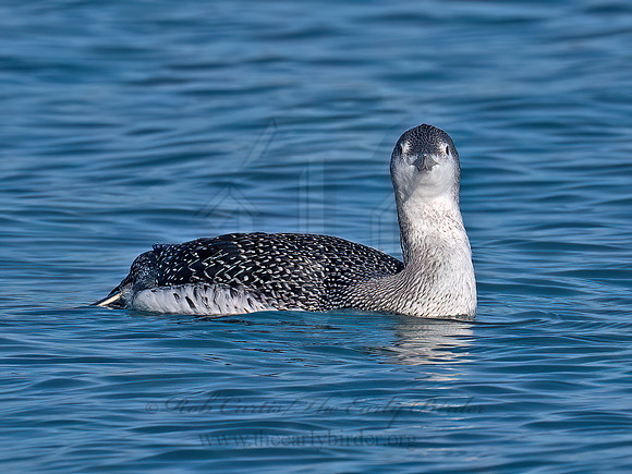 Gavia stellata RED-THROATED LOON 9086675z