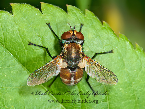 Gymnoclytia occidua  TACHINID FLY 8034653z