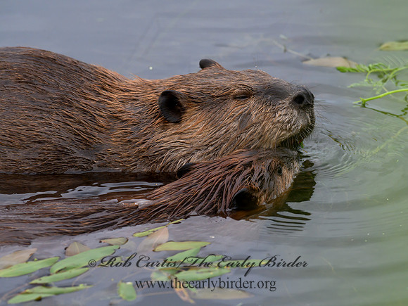 Castor canadensis  AMERICAN BEAVER 1304794-z