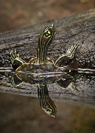 Graptemys oculifera   RINGED SAWBACK TURTLE 8016025z
