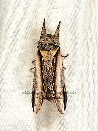 Pheosia�rimosa  BLACK-RIMMED PROMINENT 9048485z