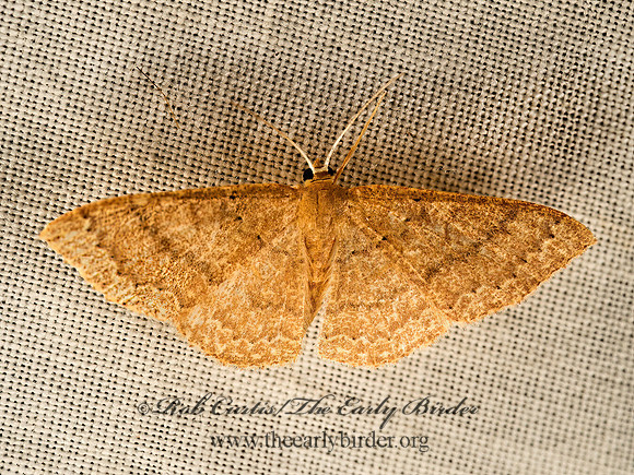 Pleuroprucha insulsaria  COMMON TAN WAVE 9049402z