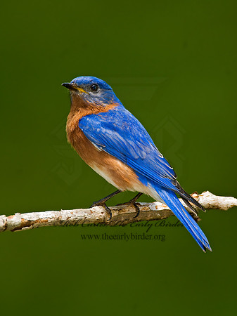 Sialia sialis  EASTERN BLUEBIRD 6003783z
