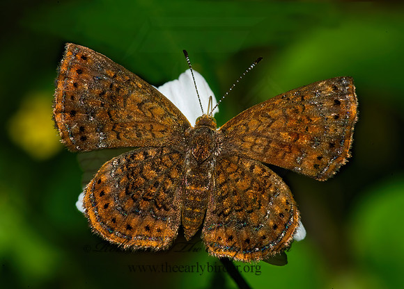 Calephelis perditalis  ROUNDED METALMARK 6023488 z