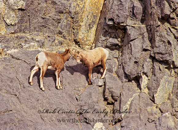 Ovis canadensis  BIGHORN SHEEP 223133z