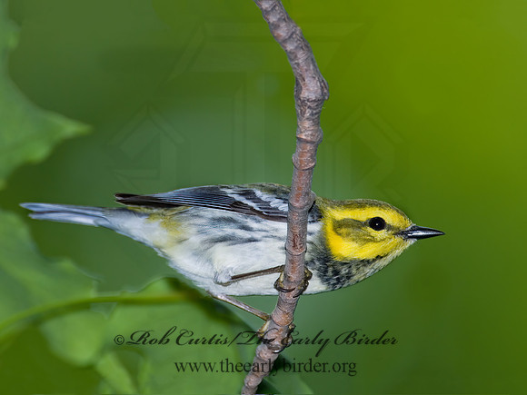 Setophaga virens  BLACK-THROATED GREEN WARBLER 6006450z