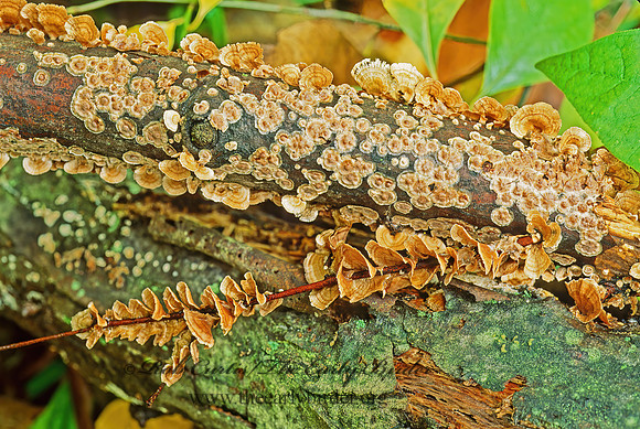 Stereum complicatum  CROWDED PARCHMENT 82403z