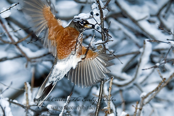 Turdus migratorius  AMERICAN ROBIN 6018879z