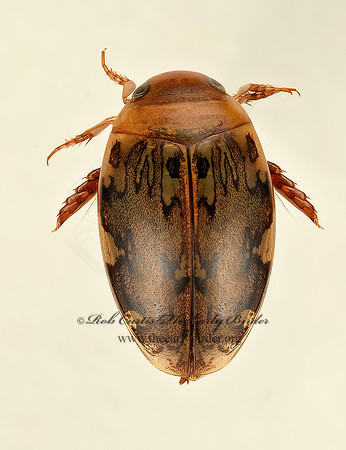 Laccophilus maculosus  PREDACEOUS DIVING BEETLE 9019306z