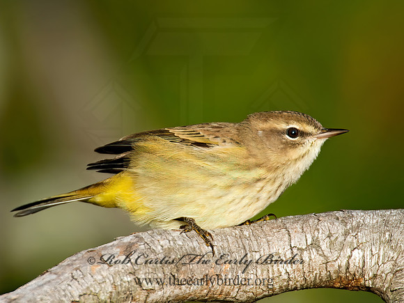 Setophaga palmarum  PALM WARBLER 9005674z