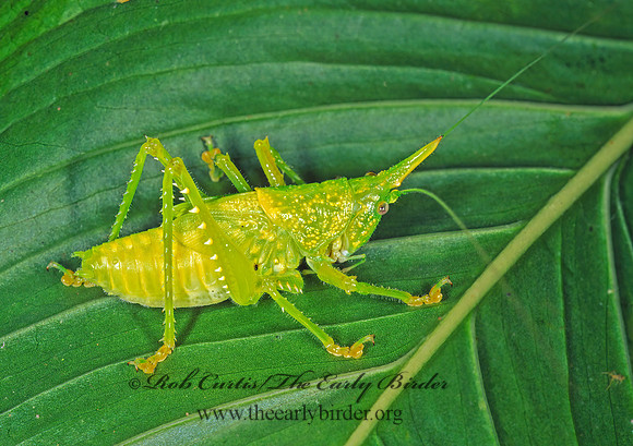 Copiphora rhinocerus  RHINOCEROS KATYDID  194827z