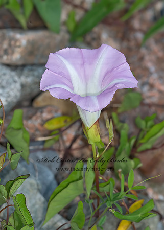 Calystegia sepium   HEDGE BINDWEED 9033191z