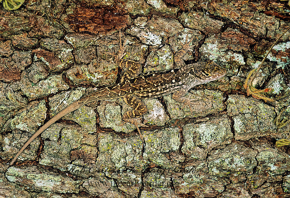 Anolis sagrei  BROWN ANOLE 261708z