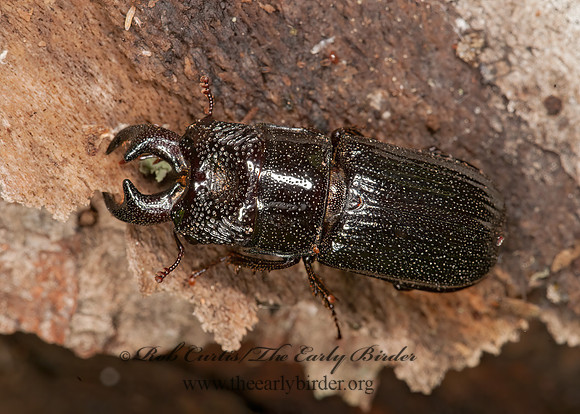 Ceruchus piceus  STAG BEETLE 3015646z