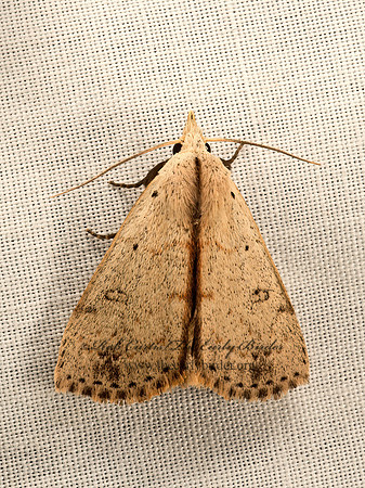 Scolecocampa�liburna  DEADWOOD BORER MOTH 9052145z