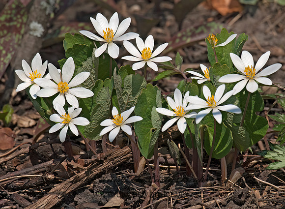 Sanguinaria canadensis  BLOODROOT 7014331z