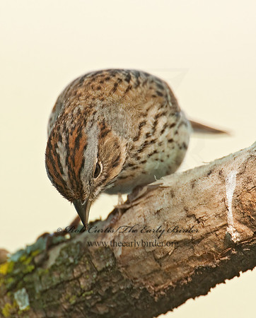 Melospiza lincolnii  LINCOLN'S SPARROW 3007653z