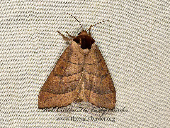Datana angusii  ANGUS'S DATANA MOTH 9048942z
