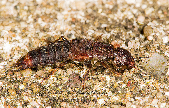 Platydracus cinnamopterus 8008301z