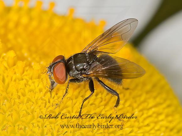 Phasia  TACHINID FLY 9032678z