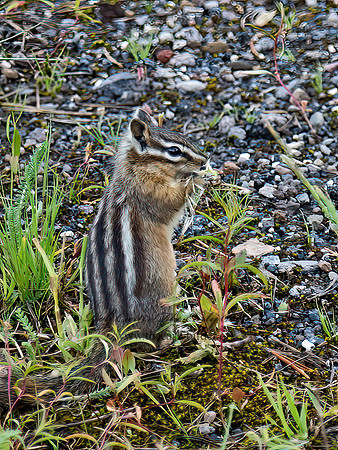 Neotamias amoenus  YELLOW-PINE CHIPMUNK 9061089z