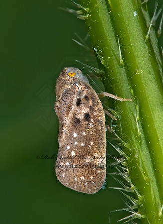 Metcalfa pruinosa 8007850z