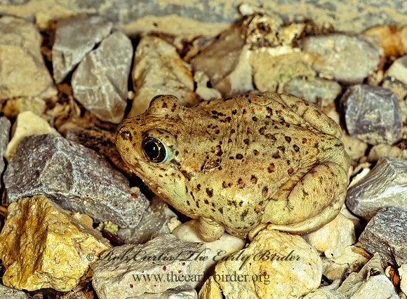 Anaxyrus punctatus  RED-SPOTTED TOAD  57121 z