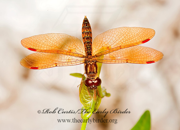 Perithemis tenera EASTERN AMBERWING 8023456 Mz