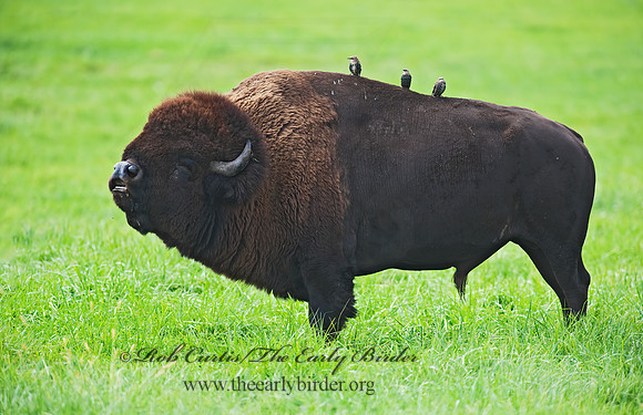 Bison bison  BISON 8023923z