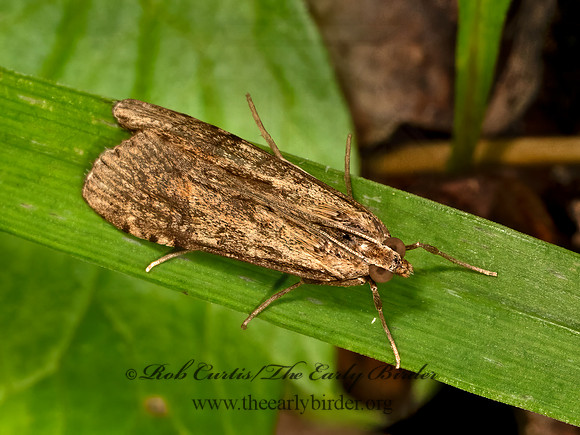 Nomophila nearctica LUCERNE MOTH 9079941z
