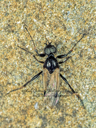 Bibio xanthopus  MARCH FLY  MARCH FLY 149328 Mz